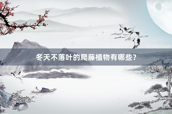 冬天不落叶的爬藤植物有哪些？